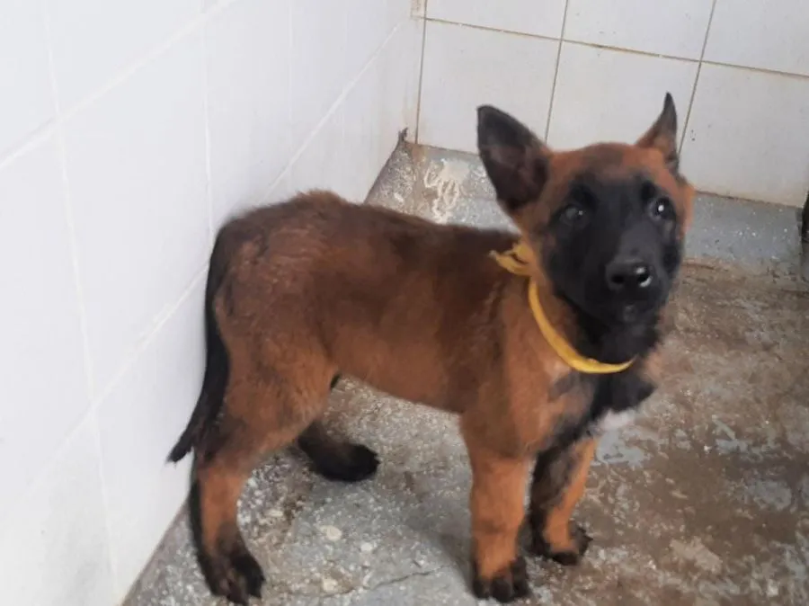 wilson-el-perro-heroe-de-colombia-1586806