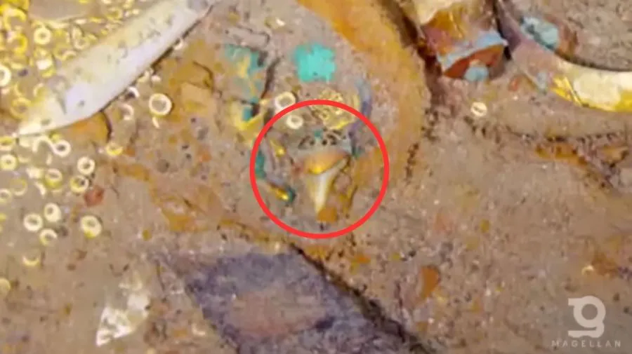 collar-con-diente-de-megalodon-1578595