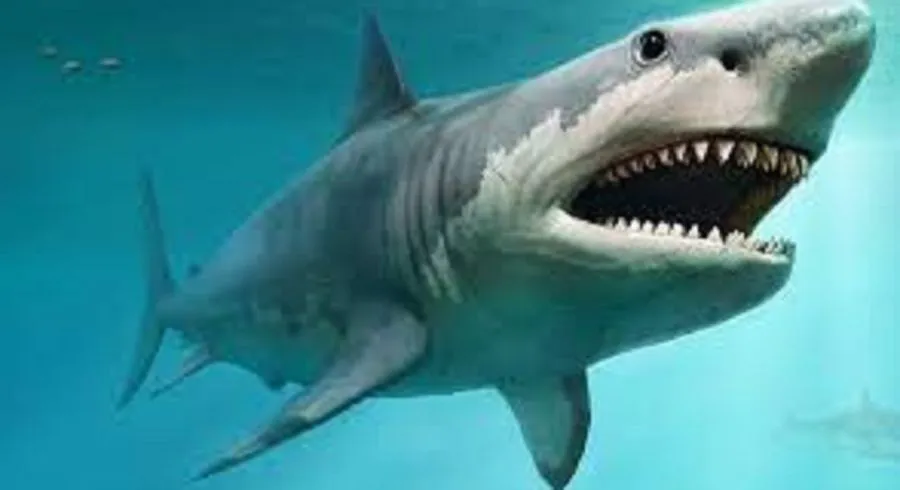 0108tiburones-1622078