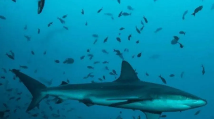 0108tiburones-1622082