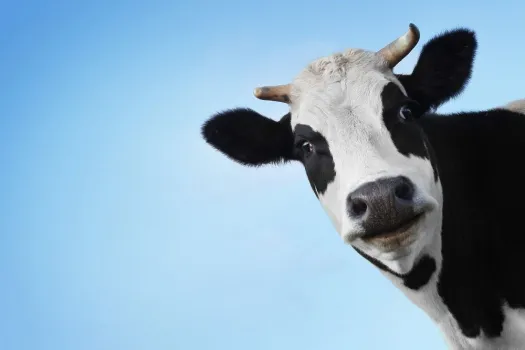 Vaca