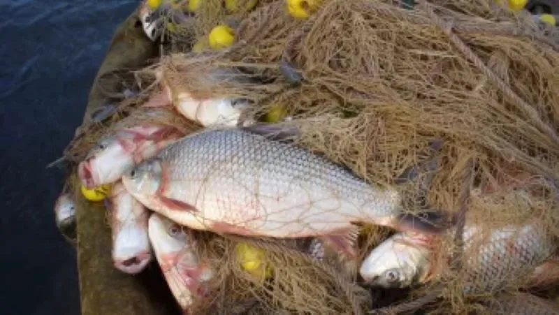 Pesca