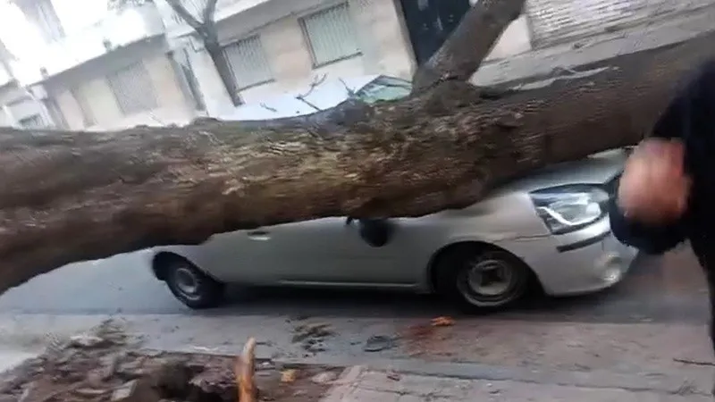 arbol