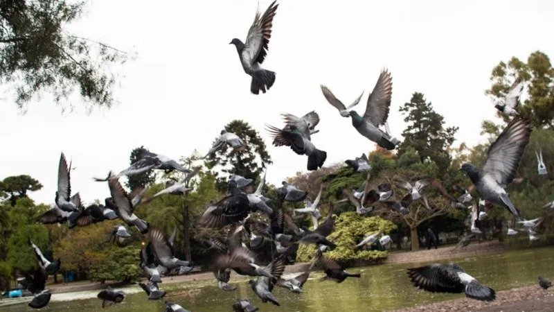 palomas