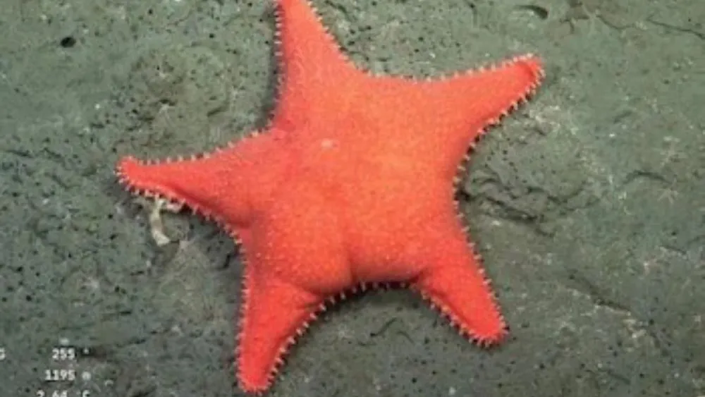 Estrella 1