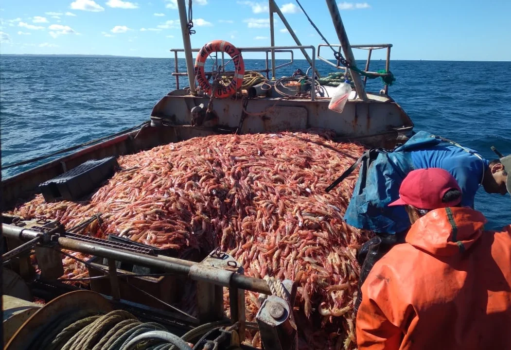Conflico Langostino