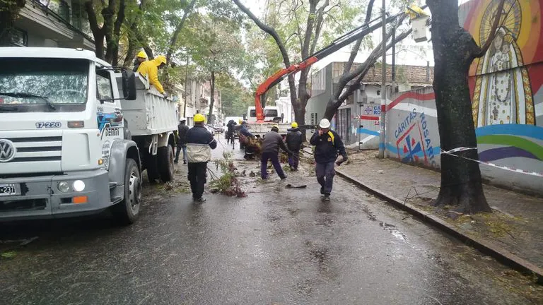 Arbol Caido