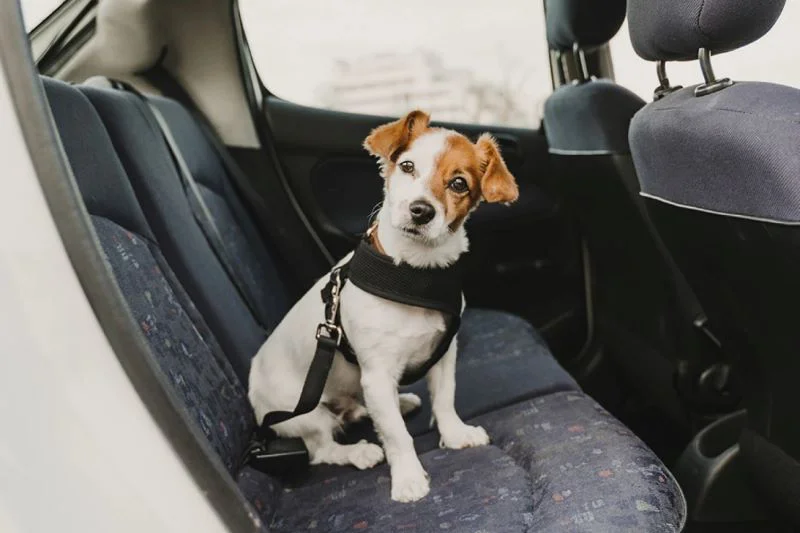 1200xviajar-mascotas-auto