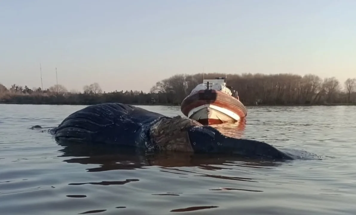 Ballena