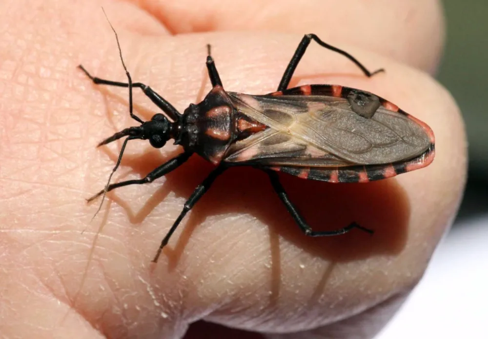 Mal de Chagas