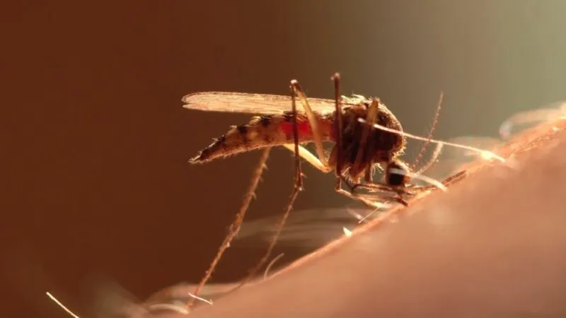 dengue-800x450