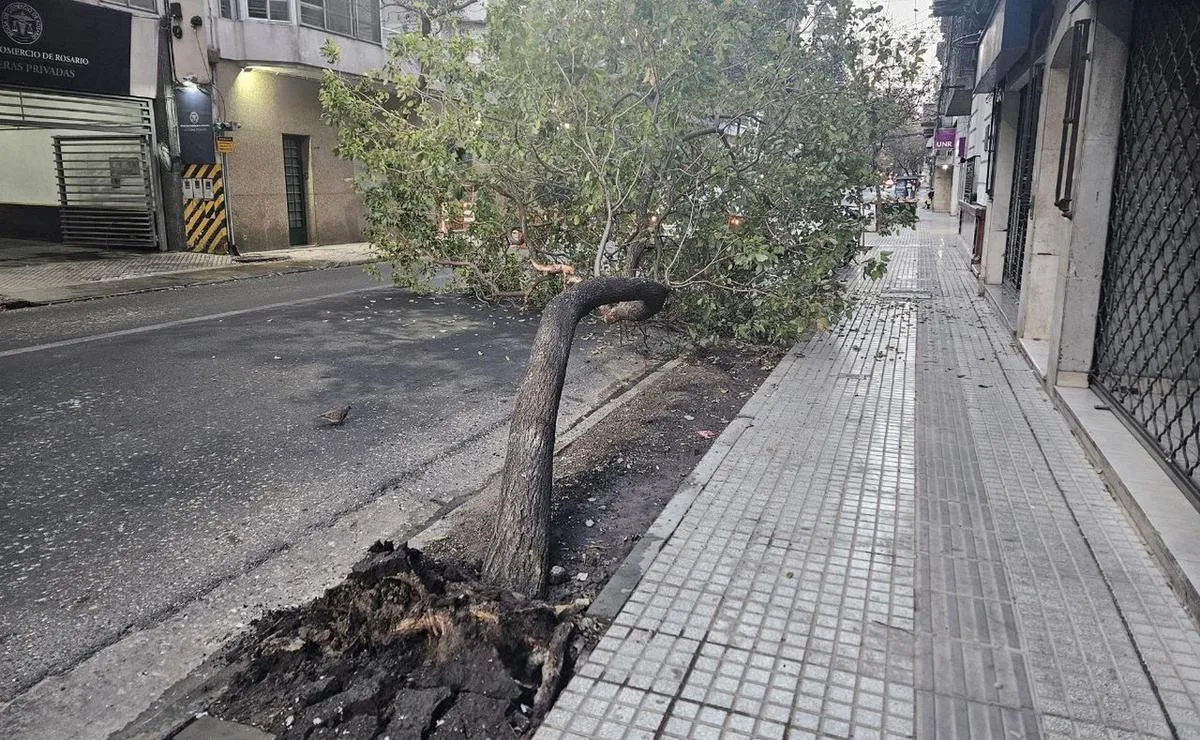 Arbol Caido