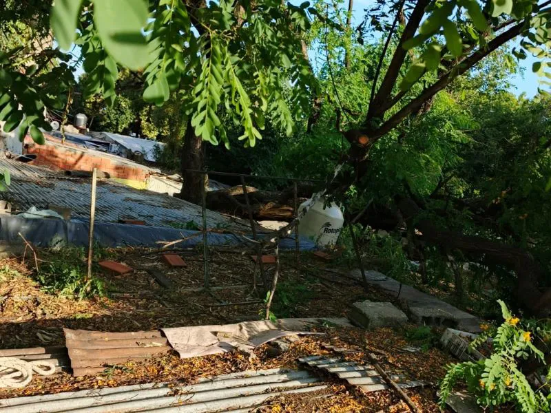 bomberos_arbol_rosario_1