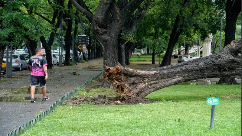 arbolindependencia4.jpg_1756841869