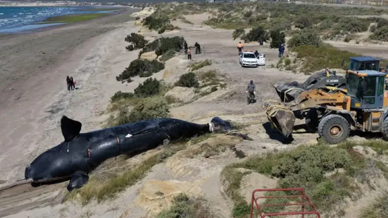 las-tristes-escenas-de-las-ballenas-muertas