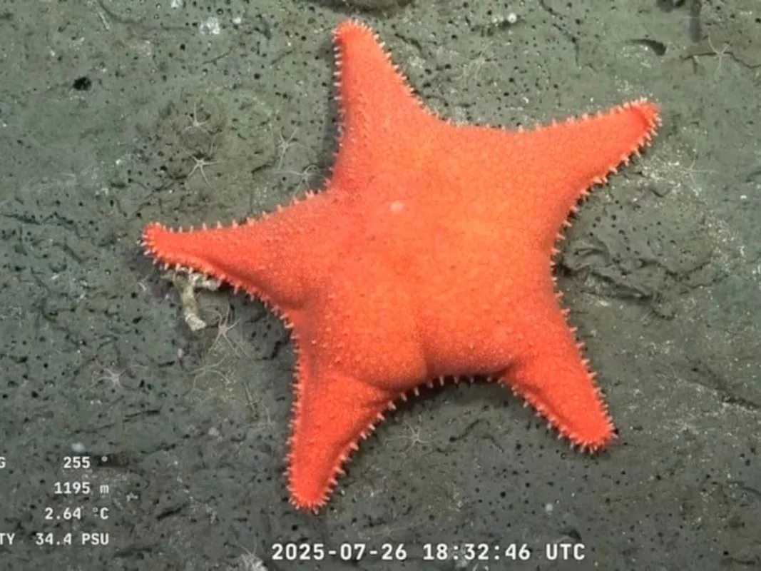 VGFNEH4FFNHZNBL7GZ7EPDZKWA