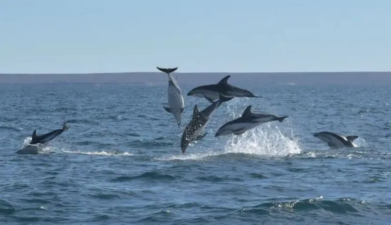 especiescooperativas