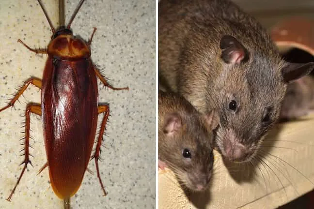 cucarachas-ratas-plaga-mas-comun