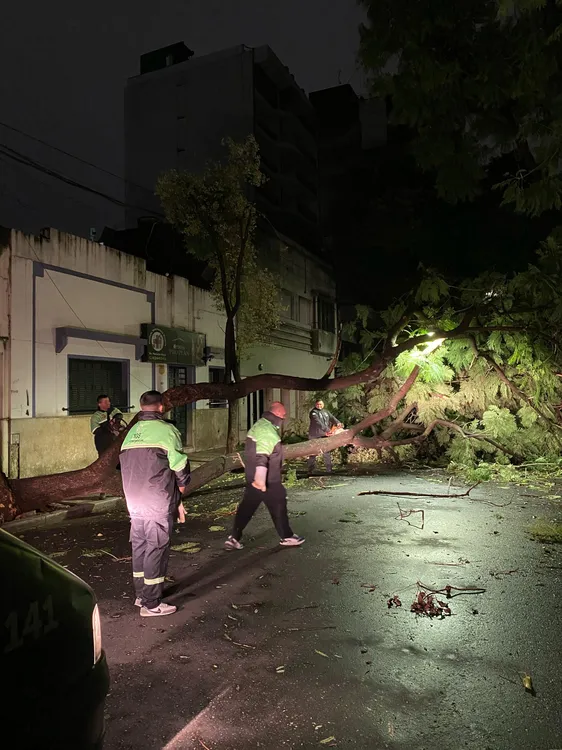 arbol caido 2
