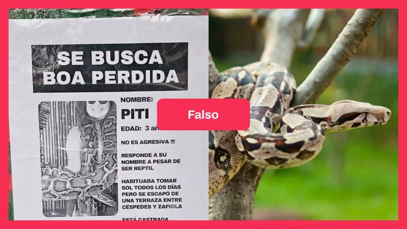Boa 2