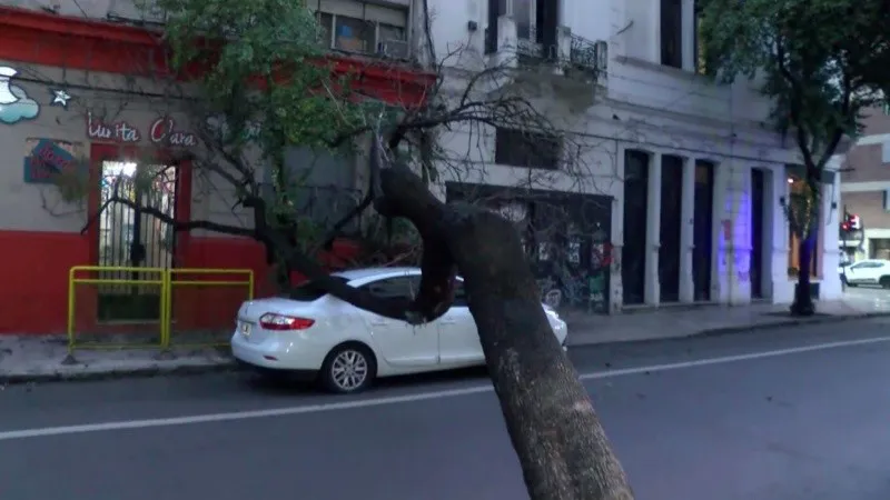 Arbol Caido