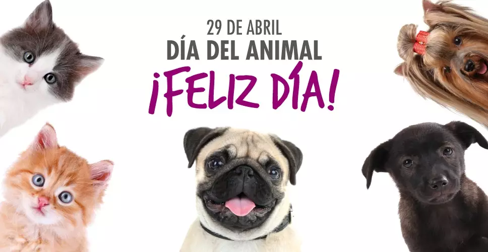 diadelanimal