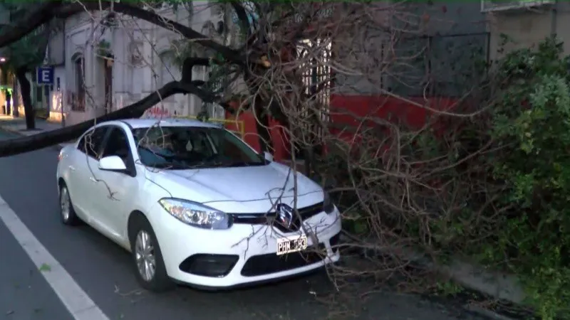 Arbol Caido 2