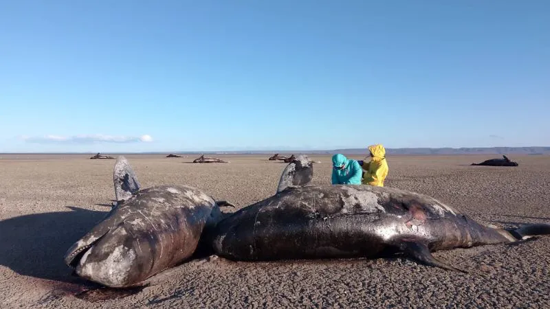 Orcas Varadas