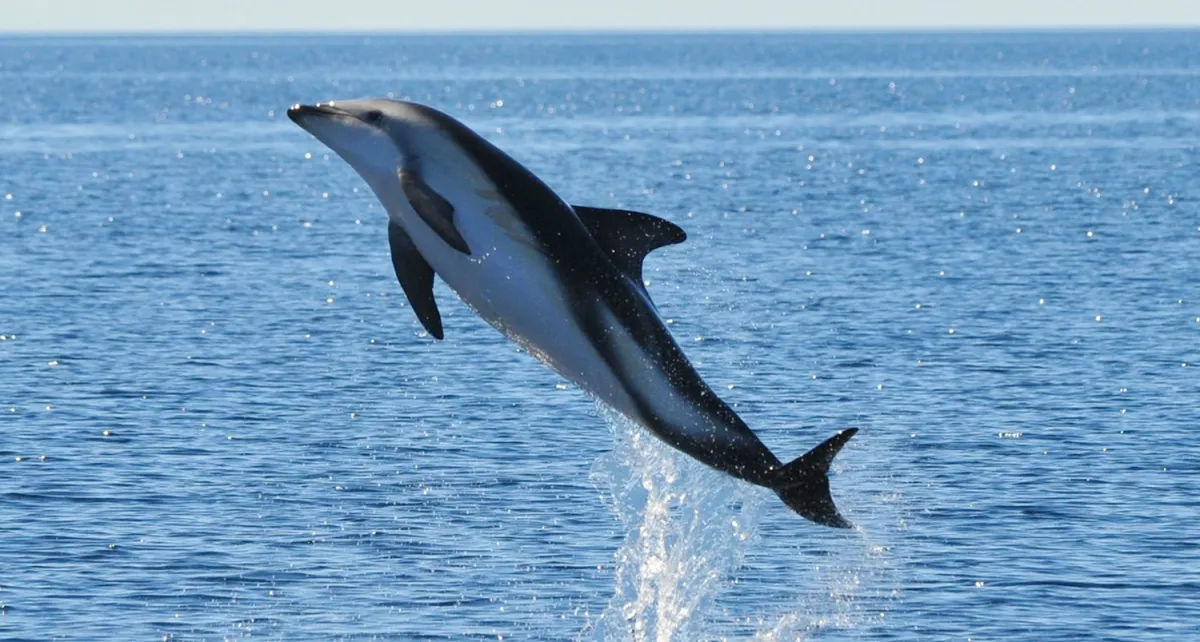 delfines negros