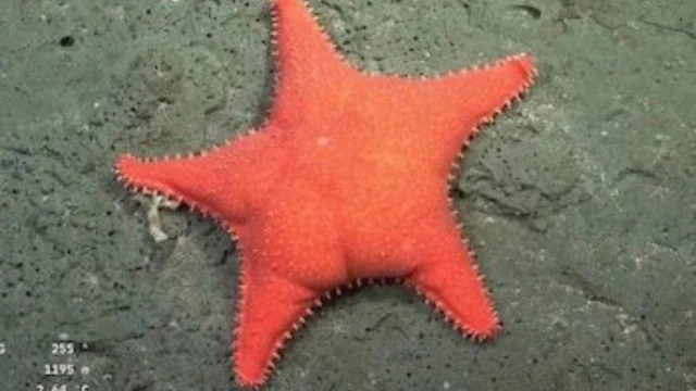 Estrella de Mar