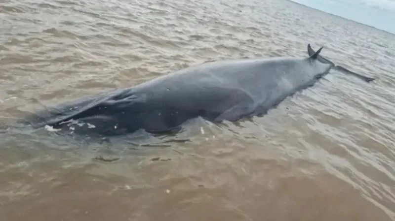 ballena-quedo-encallada-en-el-rio-de-la-plata