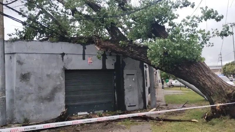 Arboles Caidos 1