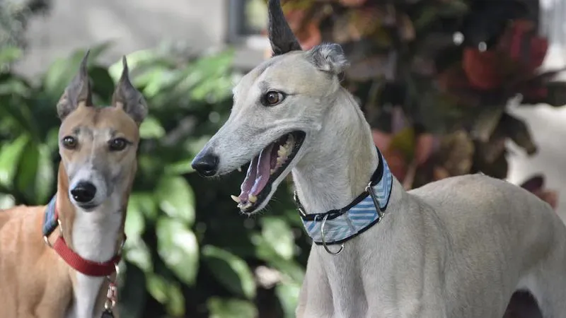 galgo 3