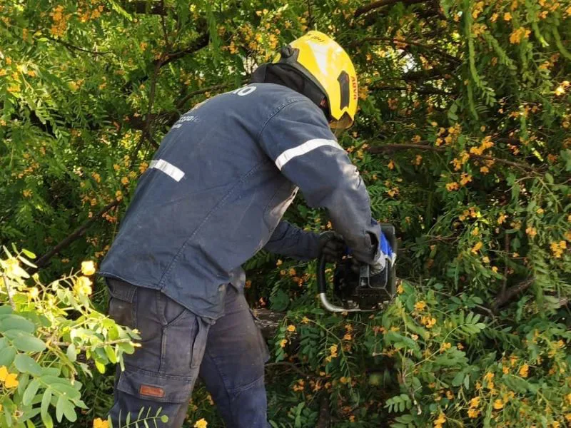 bomberos_arbol_rosario