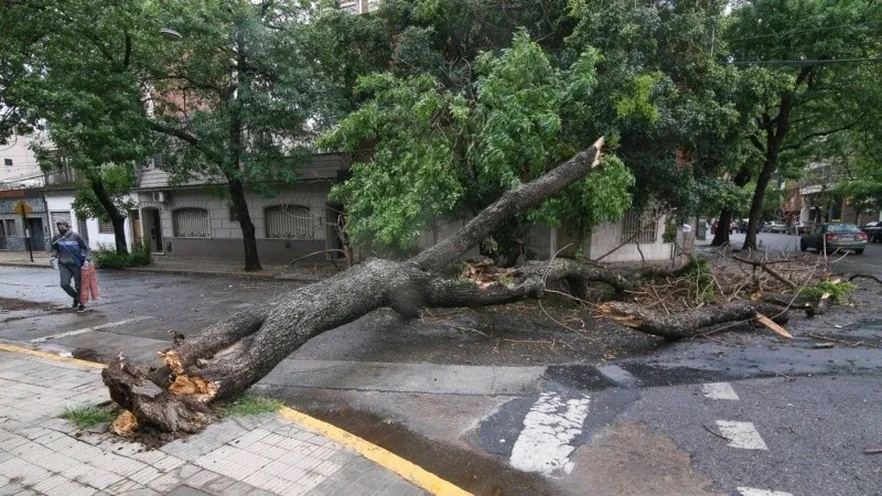 Arbol 2