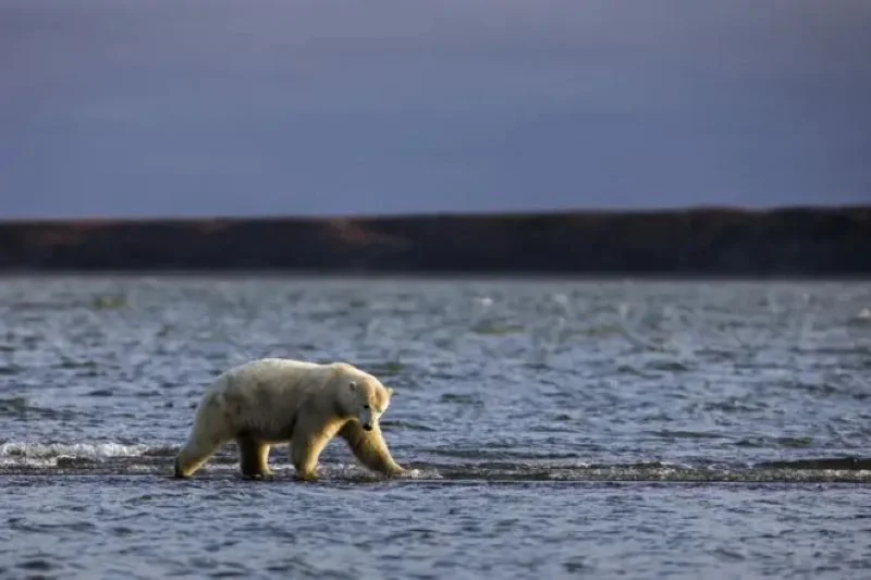 oso polar 2
