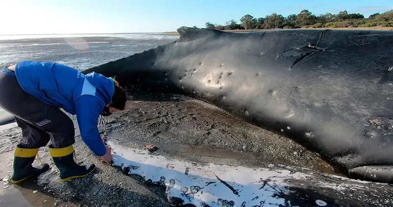 Ballena 1