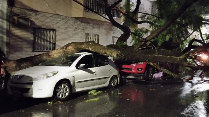 arbol_caido