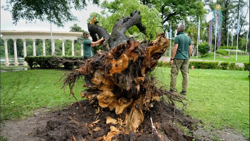 arbolindependencia1.jpg_1756841869