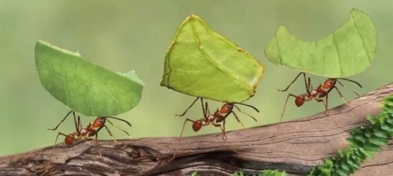 hormigas-llevando-hojas 1
