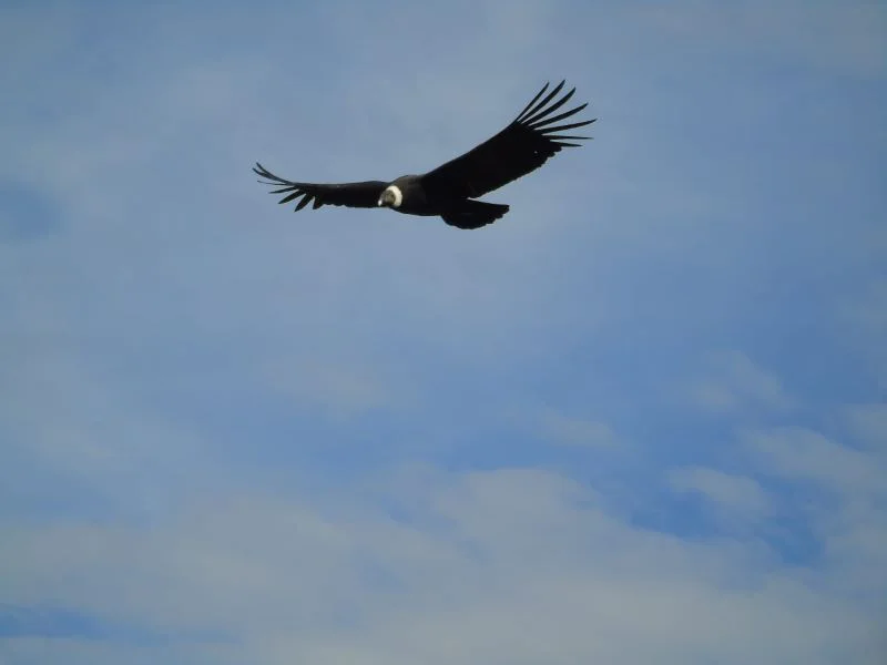 Condor Andino
