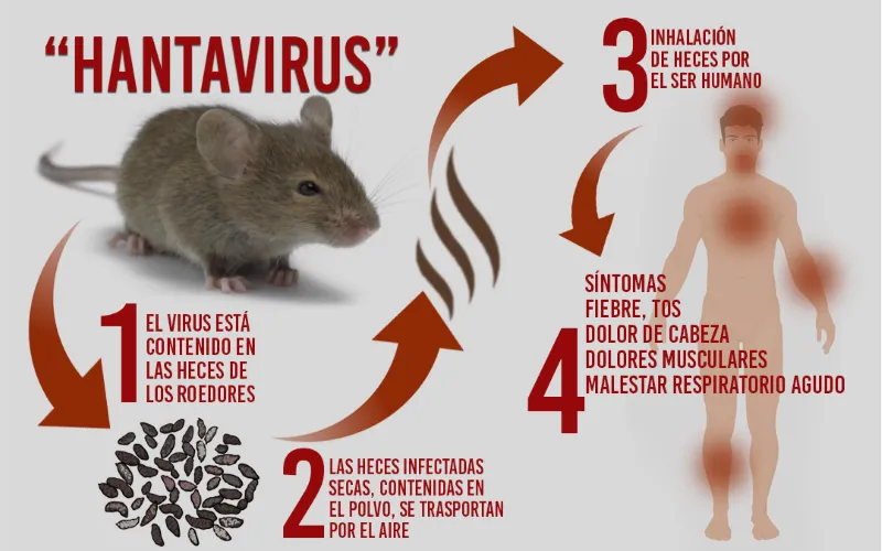 HANTAVIRUS