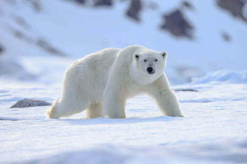 oso-polar