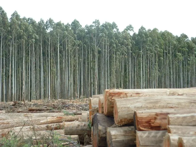 Bosque