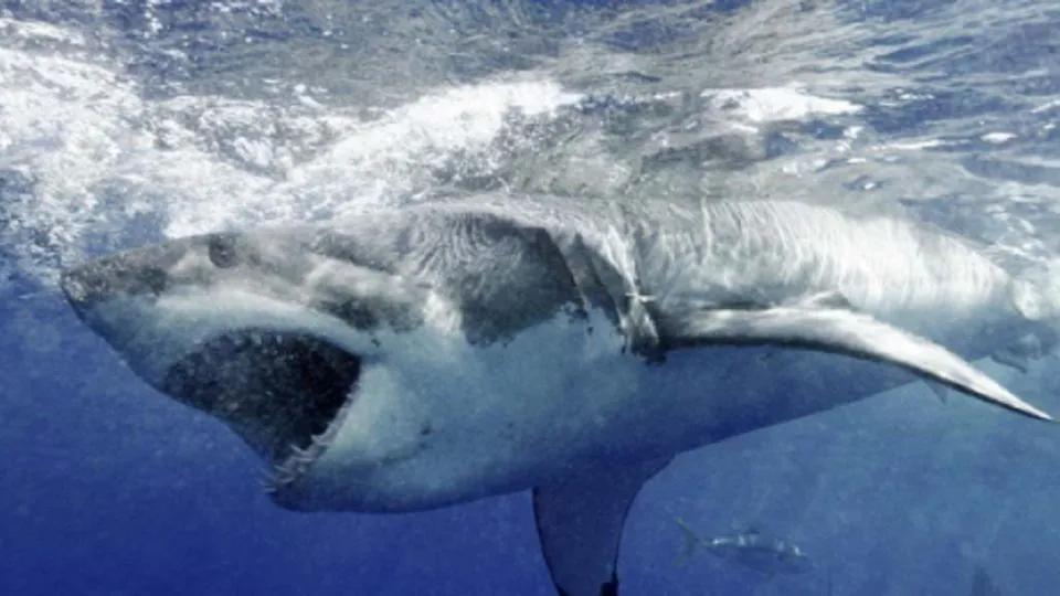 0108tiburones-1622077