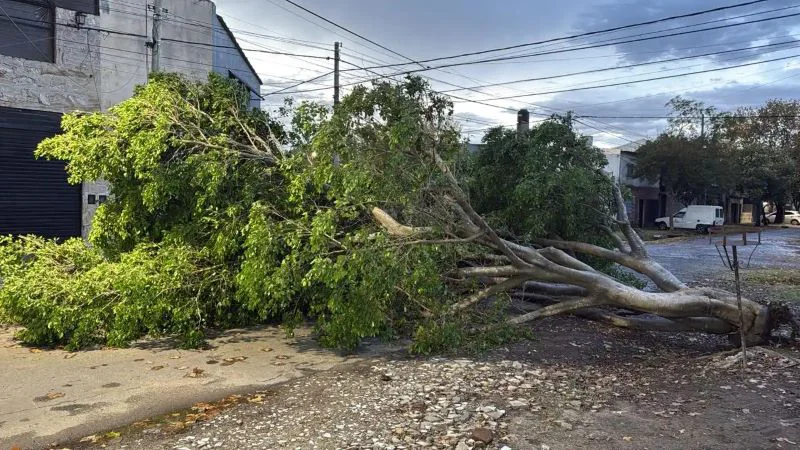 arbol_caido