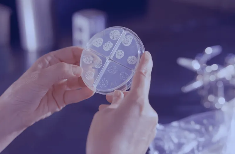 Bacterias