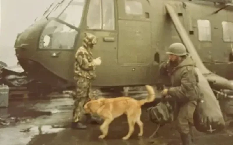 sold.argentina-perro-Sea-King-Norland-MORTERO-C-514x320