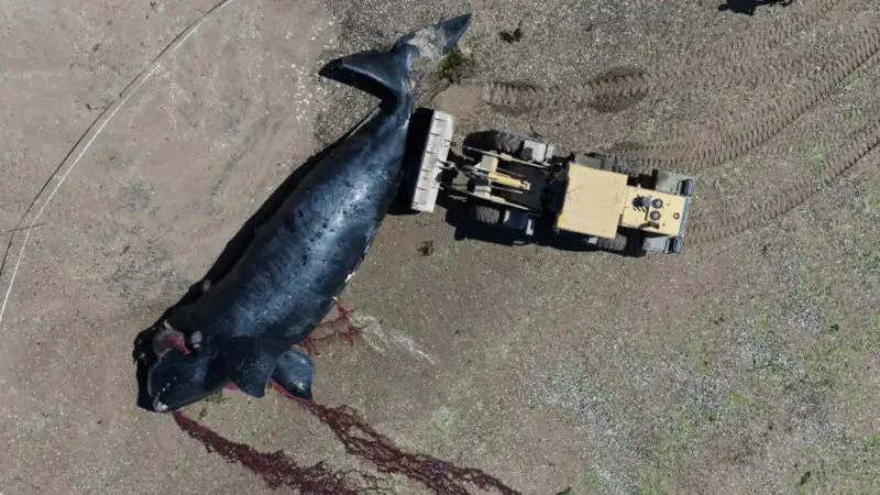 las-tristes-escenas-de-las-ballenas-muertas-conmocional-a-madryn