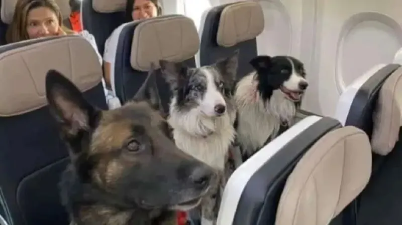 mascotas-avion-viaje